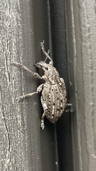 Ithycerus noveboracensis