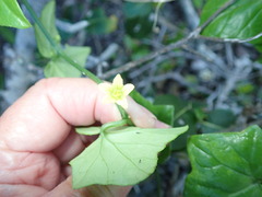 Kedrostis nana