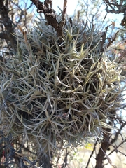Tillandsia retorta