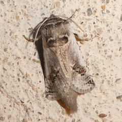 Parahypopta caestrum