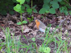 Erithacus rubecula