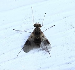Chrysopilus quadratus