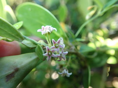 Astephanus triflorus