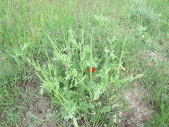 Glaucium corniculatum