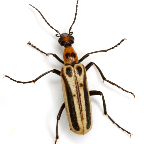 Texas Beebalm Blister Beetle (Pyrota invita) · iNaturalist Canada