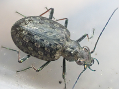 Opisthius richardsoni