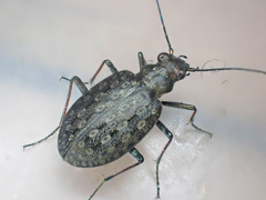 Opisthius richardsoni