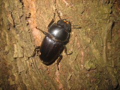 Dorcus hopei