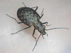 Opisthius richardsoni
