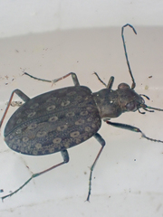 Opisthius richardsoni