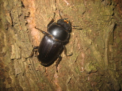 Dorcus hopei