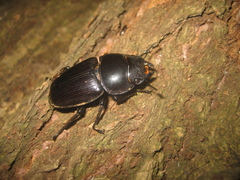 Dorcus hopei