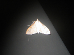 Palpita inusitata