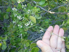 Astephanus triflorus