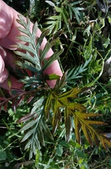 Grevillea robusta