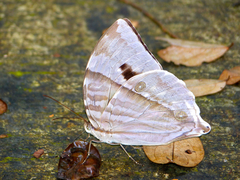 Zeuxidia aurelius