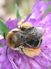 Eucera