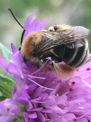 Eucera