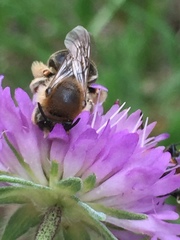 Eucera