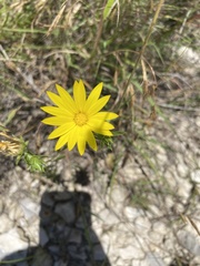 Xanthisma texanum drummondii