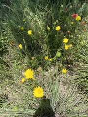 Xanthisma texanum drummondii