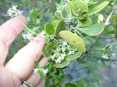Astephanus triflorus