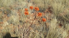 Aloe hereroensis