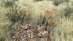 Aloe hereroensis