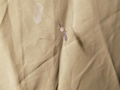 Anopheles earlei photo 5