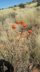 Aloe hereroensis