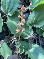 Corallorhiza striata vreelandii