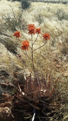Aloe hereroensis
