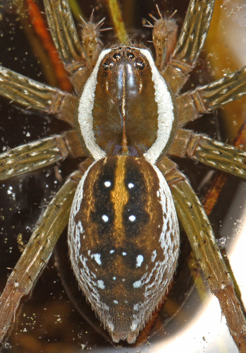 Six-spotted Fishing Spider