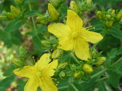 Hypericum × desetangsii