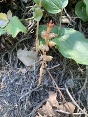 Corallorhiza striata vreelandii