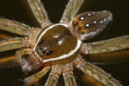 Six-spotted Fishing Spider