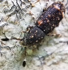 Eucorynus crassicornis