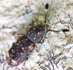 Eucorynus crassicornis