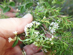 Astephanus triflorus