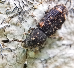 Eucorynus crassicornis