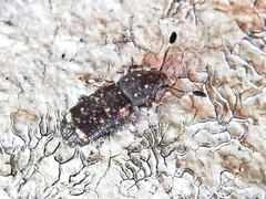 Eucorynus crassicornis
