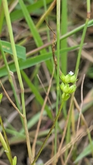 Valerianella rimosa