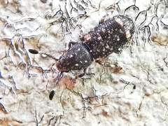 Eucorynus crassicornis