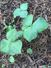 Trillium ovatum