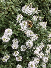 Bombus