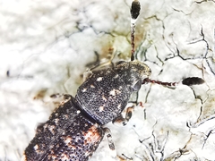 Eucorynus crassicornis