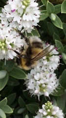 Bombus