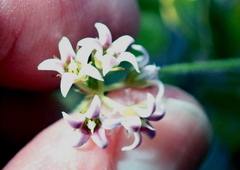 Astephanus triflorus