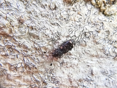 Eucorynus crassicornis