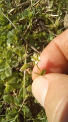 Cerastium capense